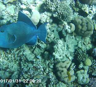 Schnorcheln Makadi Bay