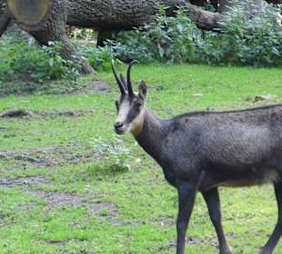 WildparkImpression September 2013