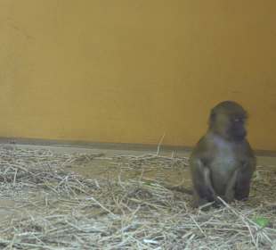 Gorillababy