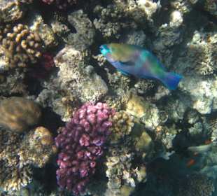 Riff bei der Insel Giftun