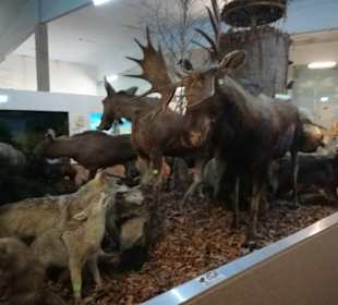 Blick ins Tiermuseum