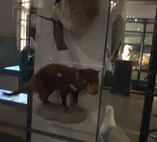 Museum für Naturkunde