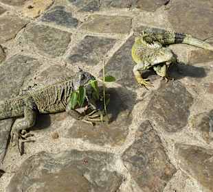 Leguane im Park vor der Kathetrale