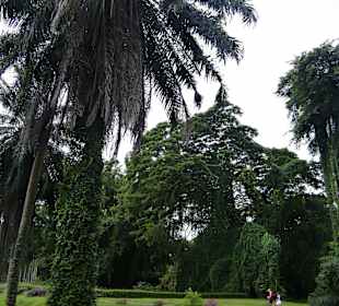 Botanischer Garten Kandy 