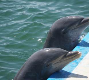 Tauchbasis Marina Gaviota Dive Center Varadero