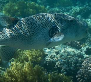 Großer Igelfisch am Hausriff
