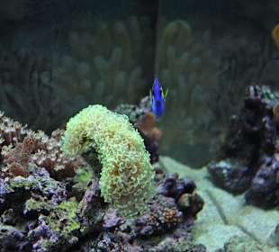 Fische im Aquarium