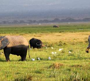 Elefanten im Amboseli