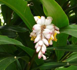 Botanischer Garten