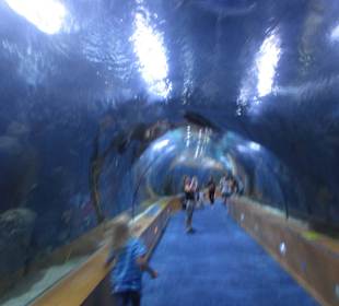 Aquarium / Oceanongrafic