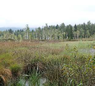 Unterwegs auf dem Moor-Erlebnis-Pfad von Inzell 