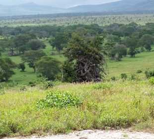 Sarova Salt Lick Game Lodge