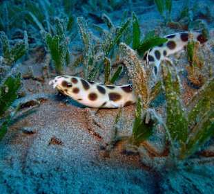 Gepunkteter Schlangenaal