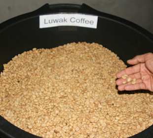 Kaffee Luwak