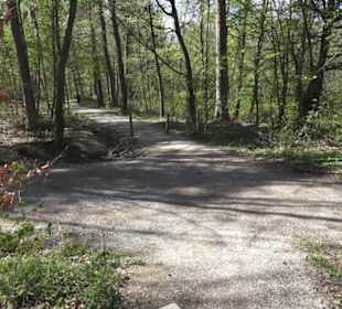 Waldsportpfad im Wasenwald