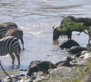 Zebras und Gnus beim Trinken