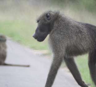 Chacma Baboon