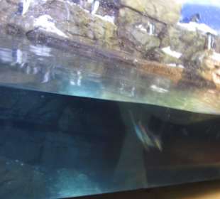 Aquarium / Oceanongrafic