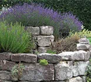 ALB-GOLD Naturgarten