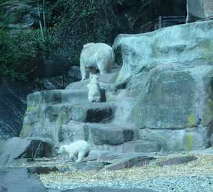 Eisbären