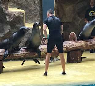 Robbenshow im Loro Park.