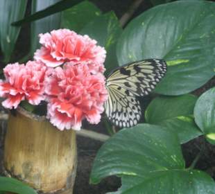 Einer der vielen Schmetterlinge