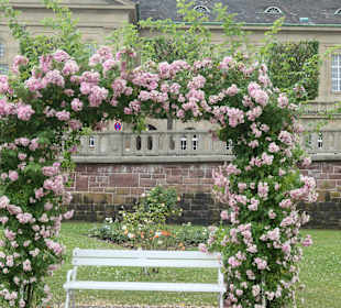 Bad Kissingen: Spaziergang durch den Rosengarten