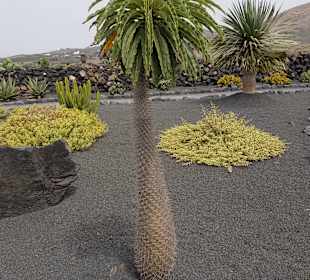 Weinmuseum und Kakteen-Ausstellung El Grifo