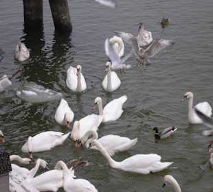 Schwäne und Enten im Eis