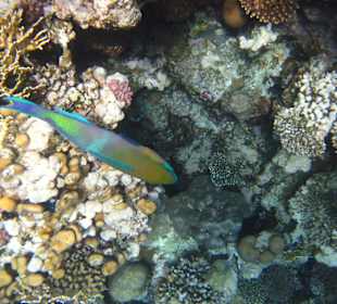 Fisch am Hotelstrand