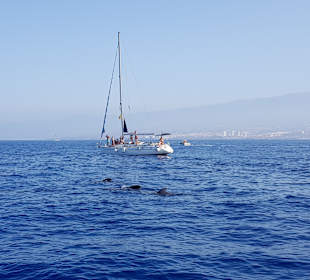 Whale Watching Costa Adeje
