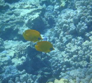 Schnorcheln mit den Extra Divers