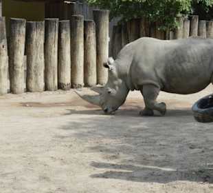 Allwetterzoo Münster