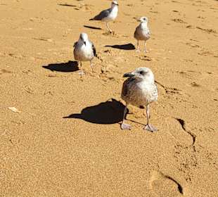 Praia de Nossa Senhora da Rocha