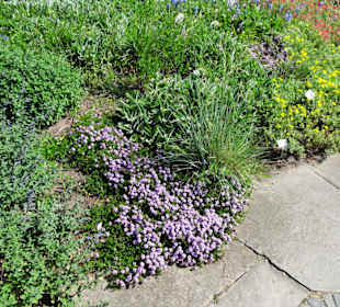 Spaziergang durch den Berggarten Hannover