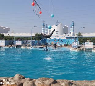 Delfinarium - Dolphin World