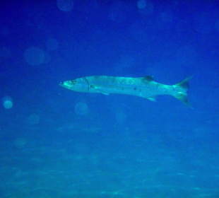 Barrakuda am Riff des Three Corners Fayrouz Plaza Beach Reso