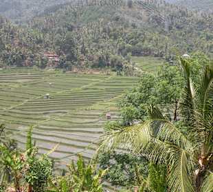 Reisfelder