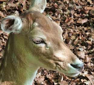 Im Wildgehege des Hirschparks