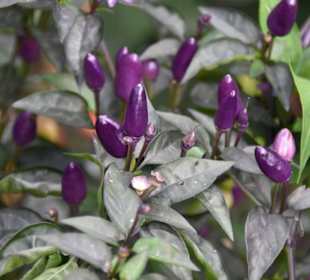 Botanischer Garten Augsburg