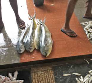 Fischmarkt Trincomalee