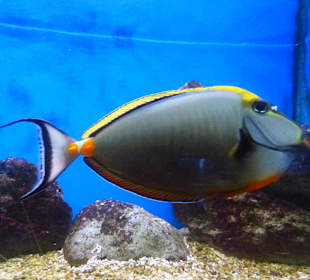 Aquarium