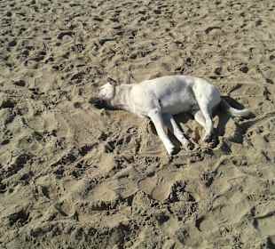Hunde haben keine Angst an den Wegen