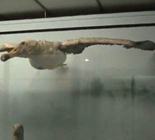 Naturhistorisches Museum