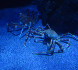 Aquarium L’Oceanogràfic 