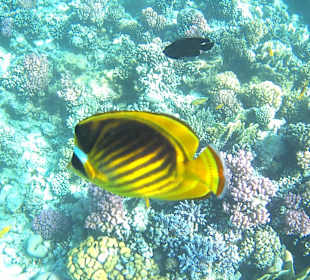 Schnorcheln Makadi Bay