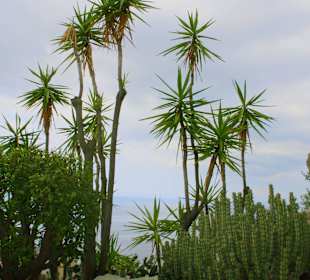 Jardin dÉxotique - Monaco