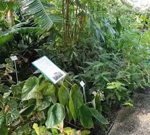 Botanischer Garten 