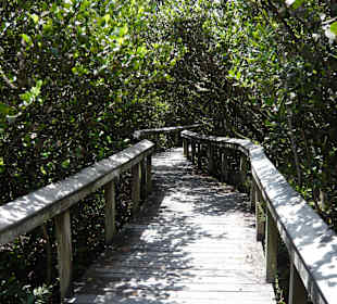 Trail im Shark Valley