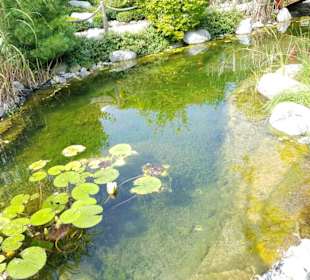 Mit Fische und Springbrunnen